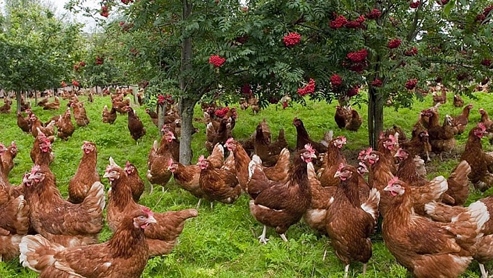 Malatya'da Kümeslerin Dengesi Şaştı: Et Tırmanıyor, Yumurta Eriyor