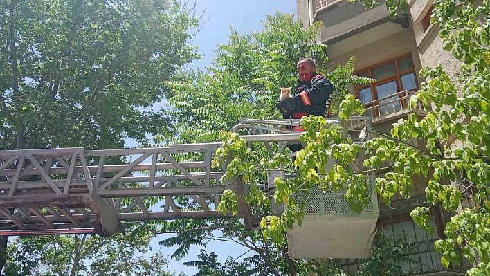 Malatya'da kedi kurtarma operasyonu