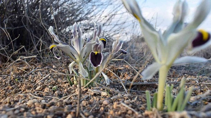 Nevruz Çiçekleri açtı