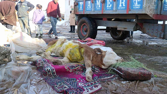 Buzağı sağ kurtarıldı