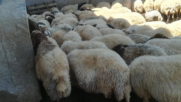 Malatya'da Tapulu Arazilere TOKİ Şoku! Yılmaz Ailesi Hayvanlarıyla Ortada Kaldı!