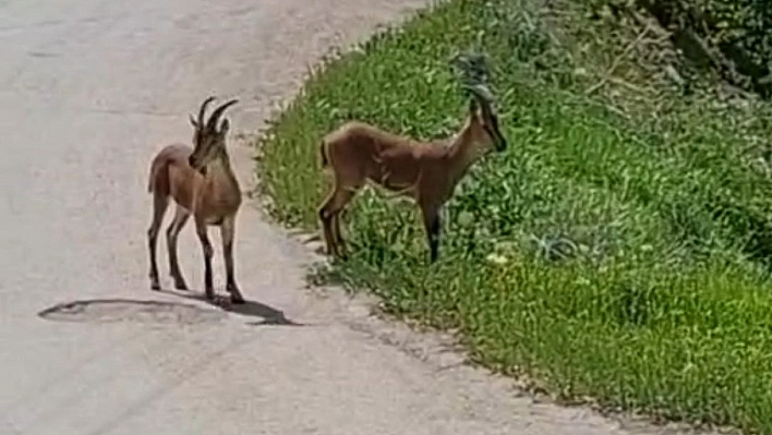 Tehlike altındaki keçiler yerleşim alanlarına iniyor