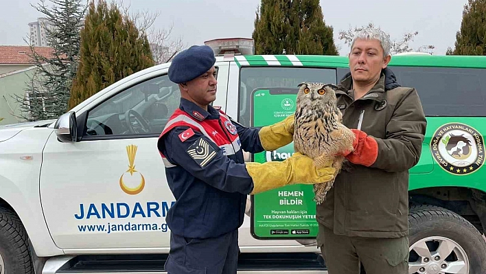 Malatya'da yaralı baykuş koruma altında