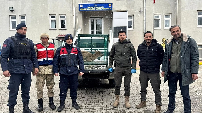 Malatya'da yaralı bulunan dağ keçisi koruma altına alındı