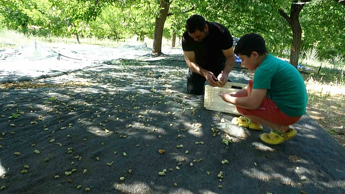 Malatya'da zirai don vurmuştu | Barajdan umut fışkırdı!