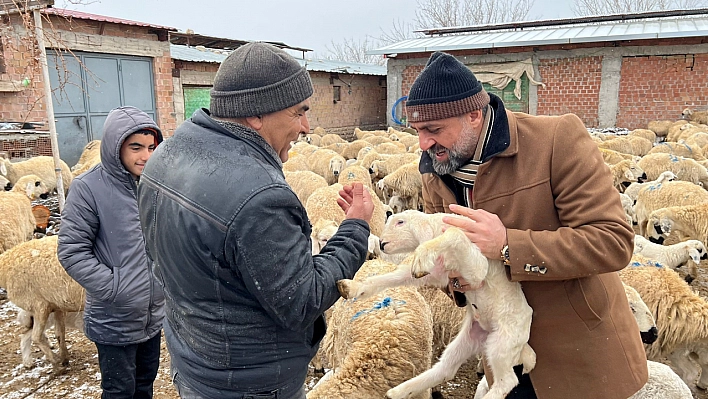 Malatya'daki Besiciler Bahara Umutla Bakıyor: Kuzu Doğumları Devam Ediyor