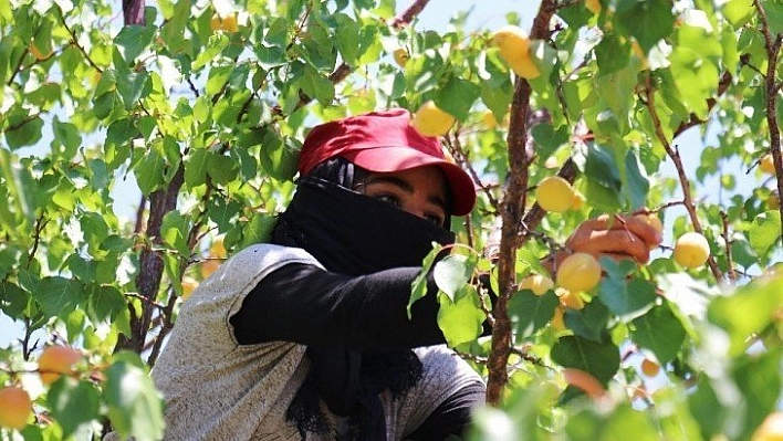 Malatya'nın 'Sarı altınında' hasat mevsimi