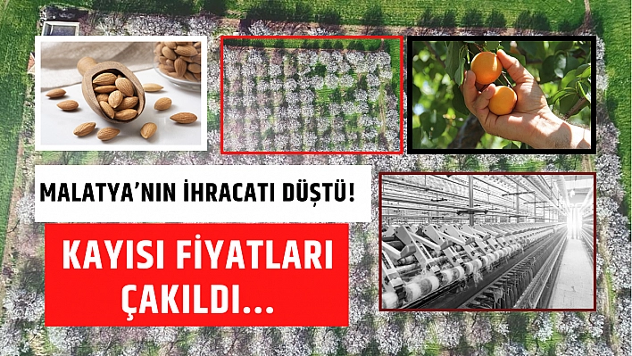 Malatya'nın ihracatı düştü! Kayısı fiyatları çakıldı...