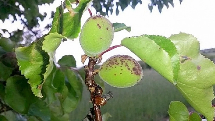 Kayısı için geç kalmayın