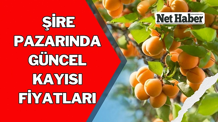 Malatya Şire Pazarında güncel kayısı fiyatları