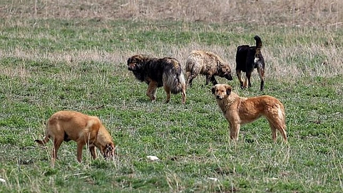 Malatya valisi açıkladı: 12 bin köpek kısırlaştırılacak....!