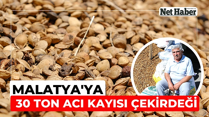 Malatya'ya 30 ton kayısı çekirdeği