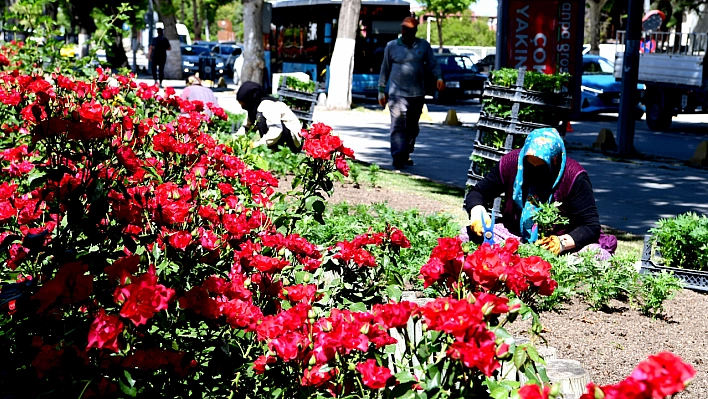 Malatya Yaz Çiçekleriyle Renkleniyor