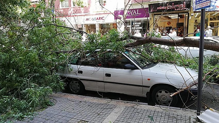 Fırtına ağaçları devirdi 