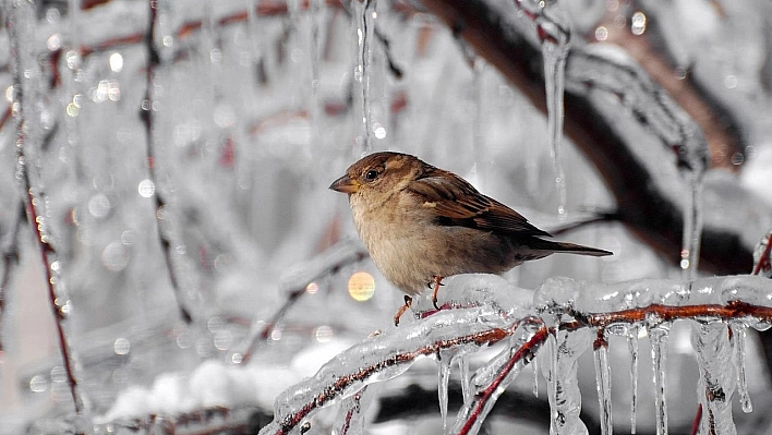 Malatyalılar Dikkat! Meteoroloji Çığ Tehlikesi ve Buzlanmaya Karşı Uyardı…