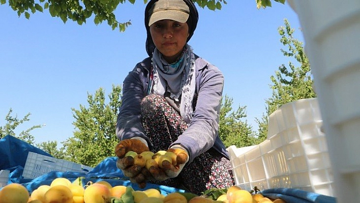 'Kayısı bizim'