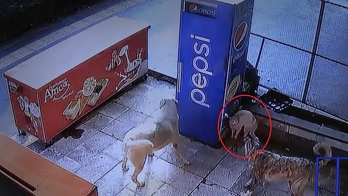 Diyarbakırlı kedi, köpeklerden kaçmadı!