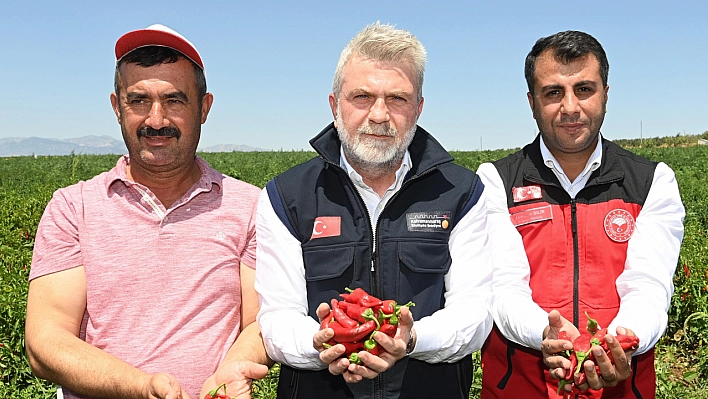 Maraş Biberinde Hasat Dönemi Başladı