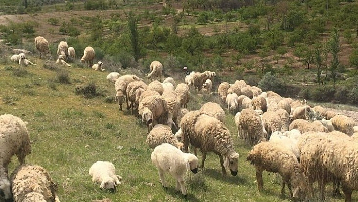 Mera-yayla kiralamaları ihalesi ertelendi