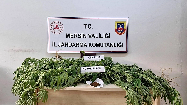 Mersin'de uyuşturucu yetiştirenlere operasyon