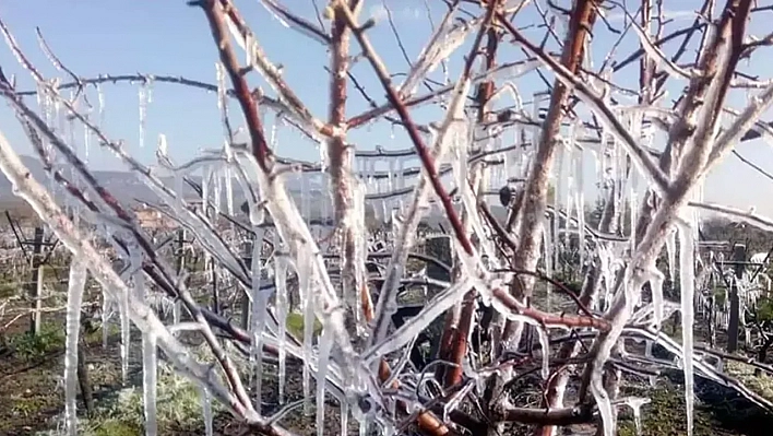 Meteoroloji'den Zirai Don Uyarısı Yapıldı