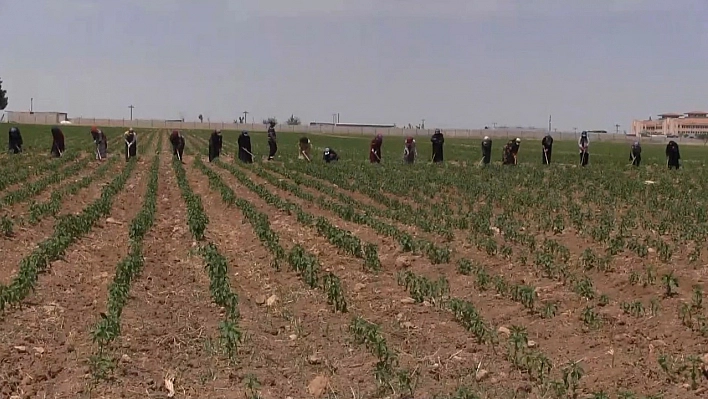 Mevsimlik tarım işçilerinin sorunları raporlandı