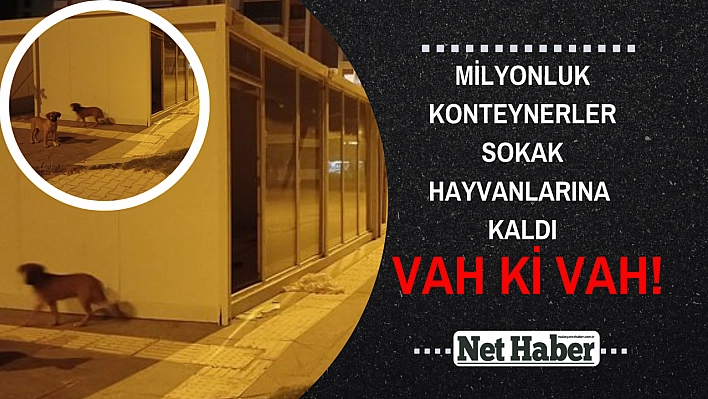 Milyonluk konteynerler sokak hayvanlarına kaldı