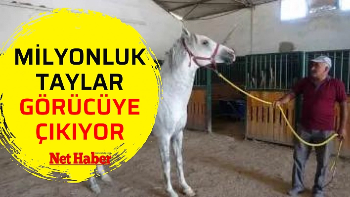 Milyonluk taylar görücüye çıkıyor