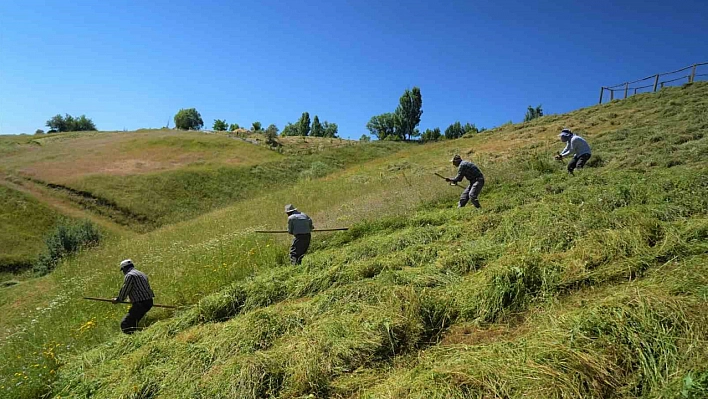 Muş'ta ot biçme sezonu başladı