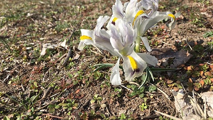 Nevruz çiçekleri açtı