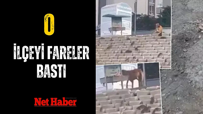 O ilçeyi lağım fareleri bastı, görüntüler gündem oldu