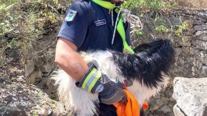 Oğlak itfaiye ekibince kurtarıldı