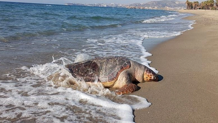 Ölü Deniz Kaplumbağaları Kıyıya Vurdu!