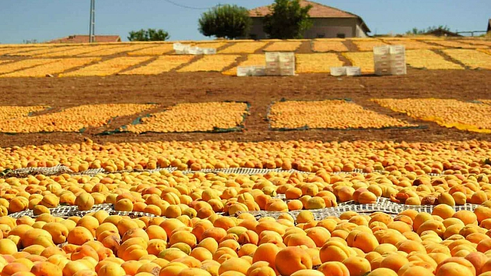 Malatya kayısısına şimdi de Elazığ göz dikti!