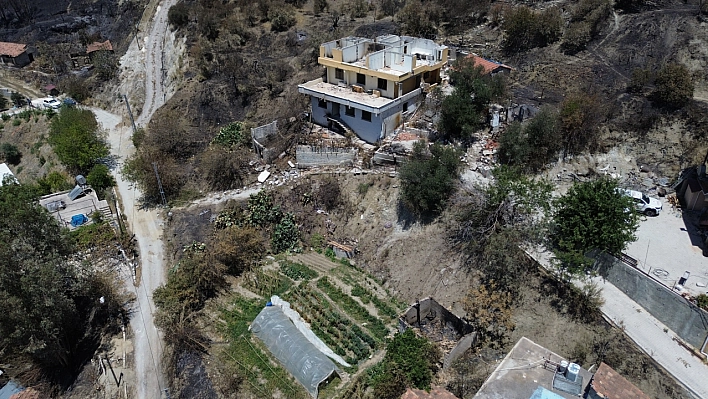 Orman yangınında küle dönen bölgede kendiliğinden fidanlar yeşerdi