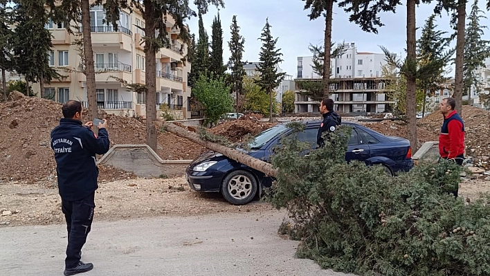 Park halindeki otomobilin üzerine ağaç devrildi