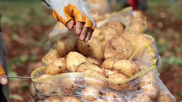 Patates hasadı başladı