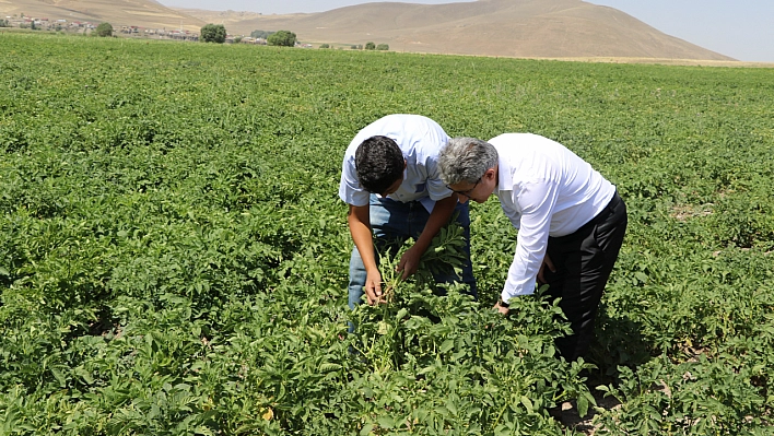 Patates üreticilerine destek