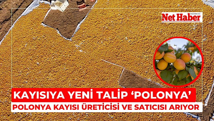 Polonya kayısı için hem üretici hem de satıcı arıyor