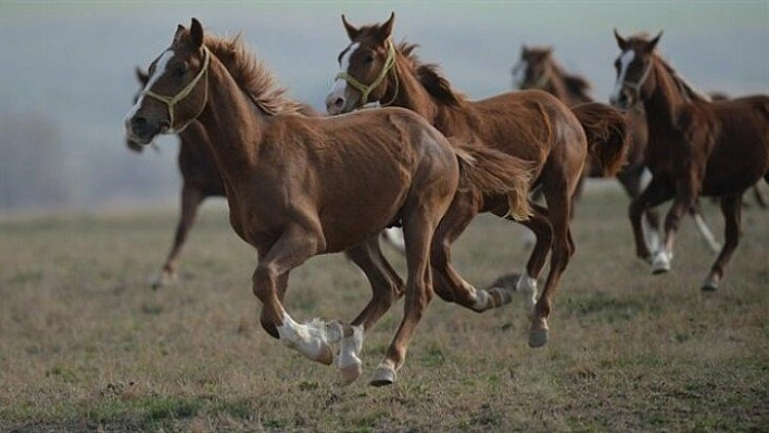 Safkan Arap tayı satılacak