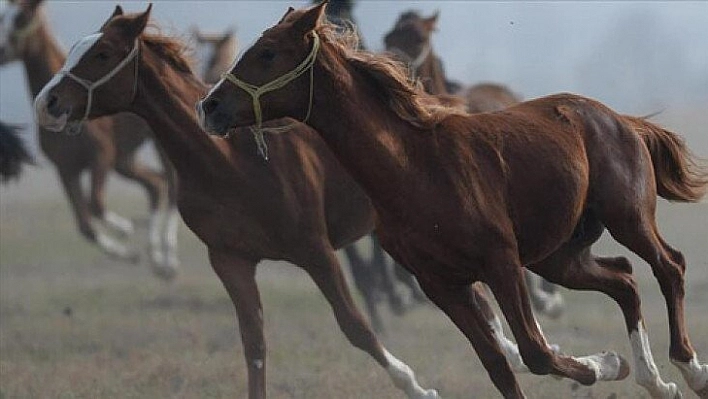 Safkan koşu tayları satılacak