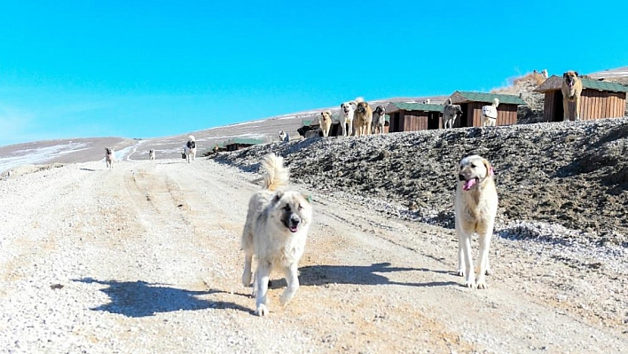 Sahipsiz hayvanlar için doğal yaşam alanı kuruldu