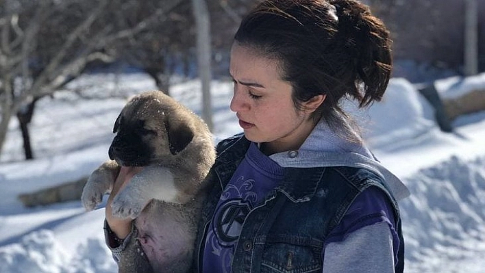 Sahipsiz köpeklere sahip çıktı