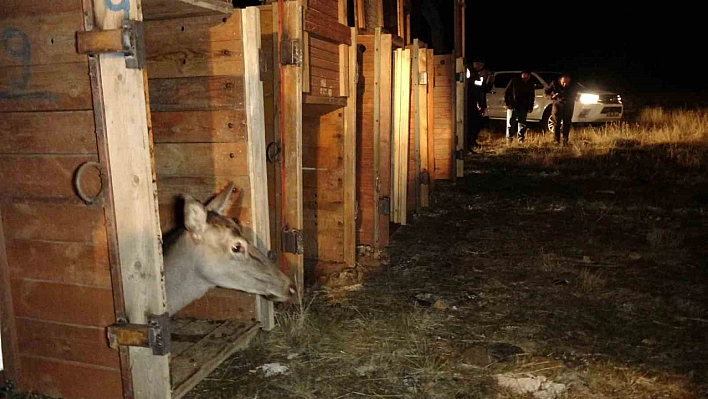 6 kızıl geyik doğaya bırakıldı