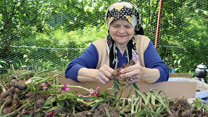 Salep hasadı başladı