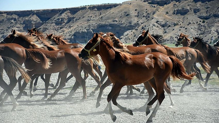 Şampiyon adayı taylar yeni sahiplerini buldu