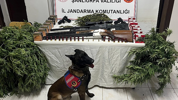 Şanlıurfa'da 1 kilo 508 gram kubar esrar ele geçirildi: 3 gözaltı