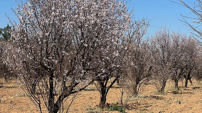 Şanlıurfa'da badem ağaçları çiçek açtı