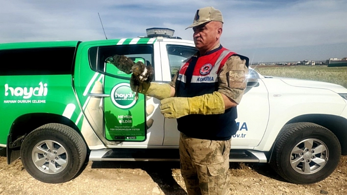 Şanlıurfa'da yaralı kızıl şahin tedavi altına alındı