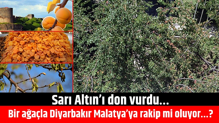 Sarı Altın'ı don vurdu… Bir ağaçla Diyarbakır Malatya'ya rakip mi oluyor…?